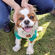 Mather Pets - Cori